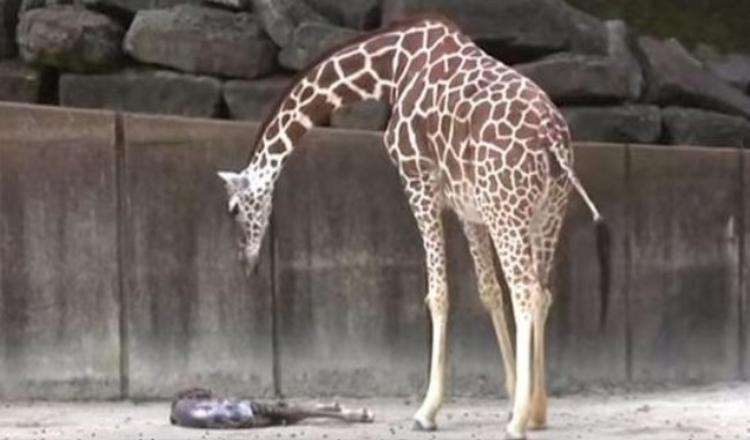 Mama Giraffe achtet auf Lebenszeichen ihres erschöpften Neugeborenen