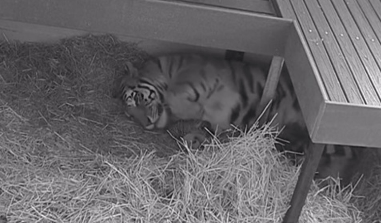 Tiger bringt nach 104 Tagen Schwangerschaft im Zoo von Toronto 3 Junge zur Welt: Sie ist eine vorbildliche Mutter