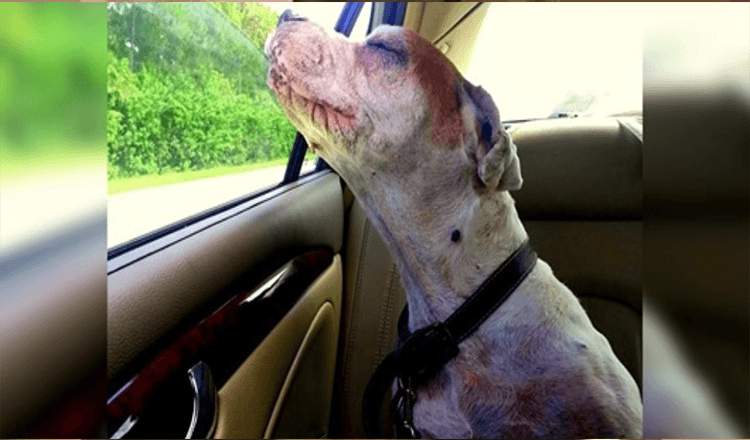 Mädchen nimmt ihren sterbenden Hund mit auf eine letzte Autofahrt, Hundegesicht bringt Familie zum Weinen