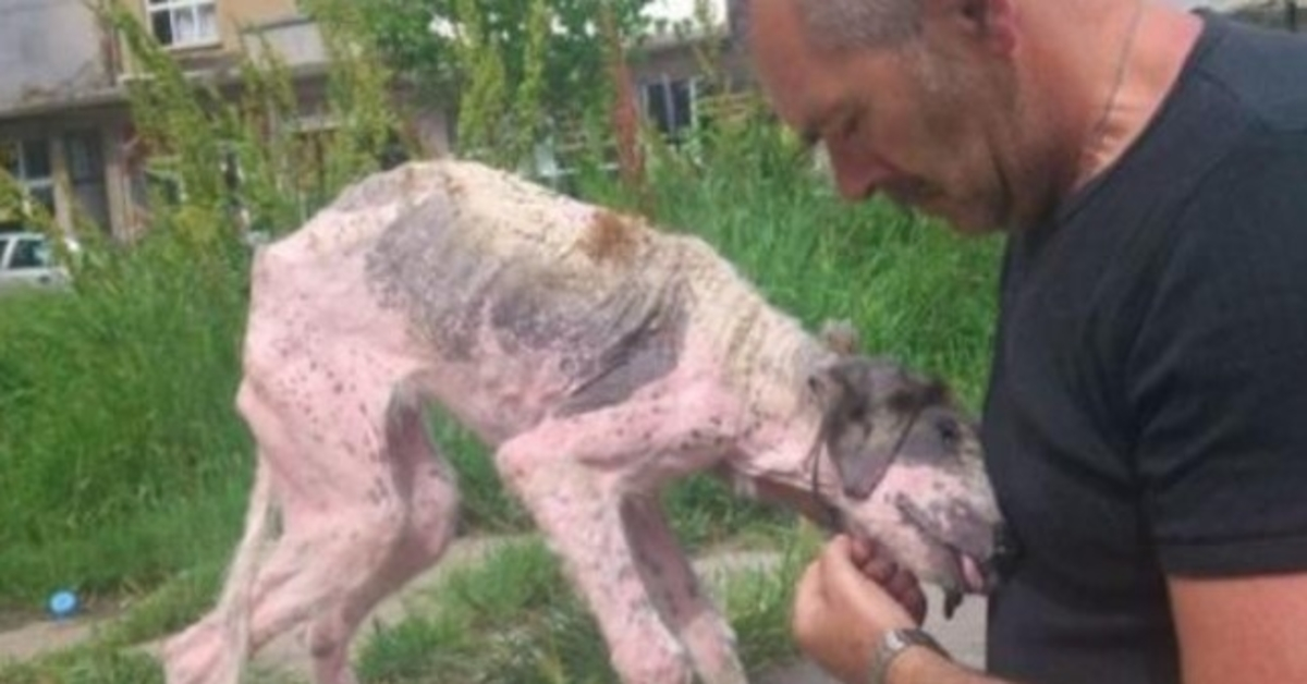 Mann unternimmt letzte Anstrengungen, um Straßenhund am Rande des Todes zu retten