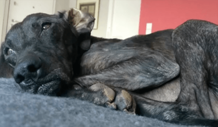 Hund wartet 9 Jahre in einem Tierheim, bevor er ein liebevolles Pflegeheim findet