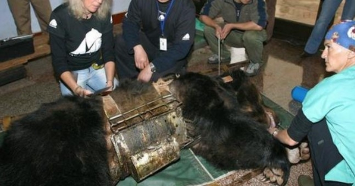 Bär aus 9 Jahren in „Folterweste“ befreit, sieht zum ersten Mal Wasser