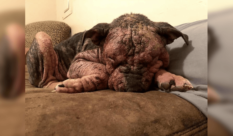 „Sie stank, sie konnte nichts sehen und sie blutete auf der ganzen Couch“: Freundliche Menschen retten einen sterbenden Hund und ihre Verwandlung ist unglaublich