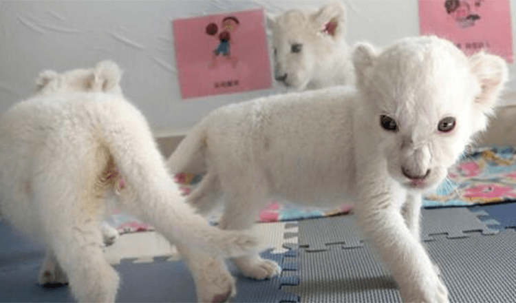 Extrem seltene Weiße Löwen-Vierlinge bereiten sich darauf vor, nach ihrer Geburt zum ersten Mal der Öffentlichkeit zu begegnen