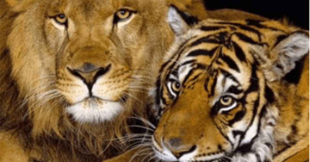 In Russland kreuzten sich die Wege eines Löwen und einer Tigerin. So wurde ein Baby „Liger“ geboren und es ist sehr schön