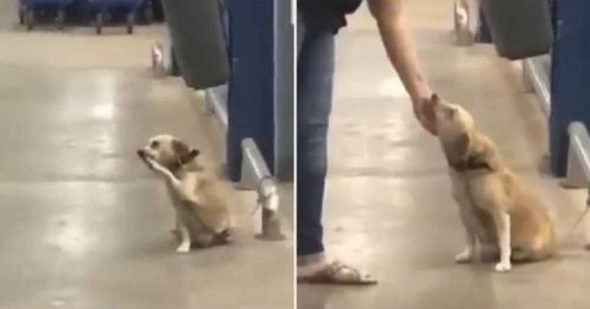 Vom Besitzer am Supermarkttor verlassen, wedelt der arme Hund mit jedem Passanten, um für eine Adoption zu beten