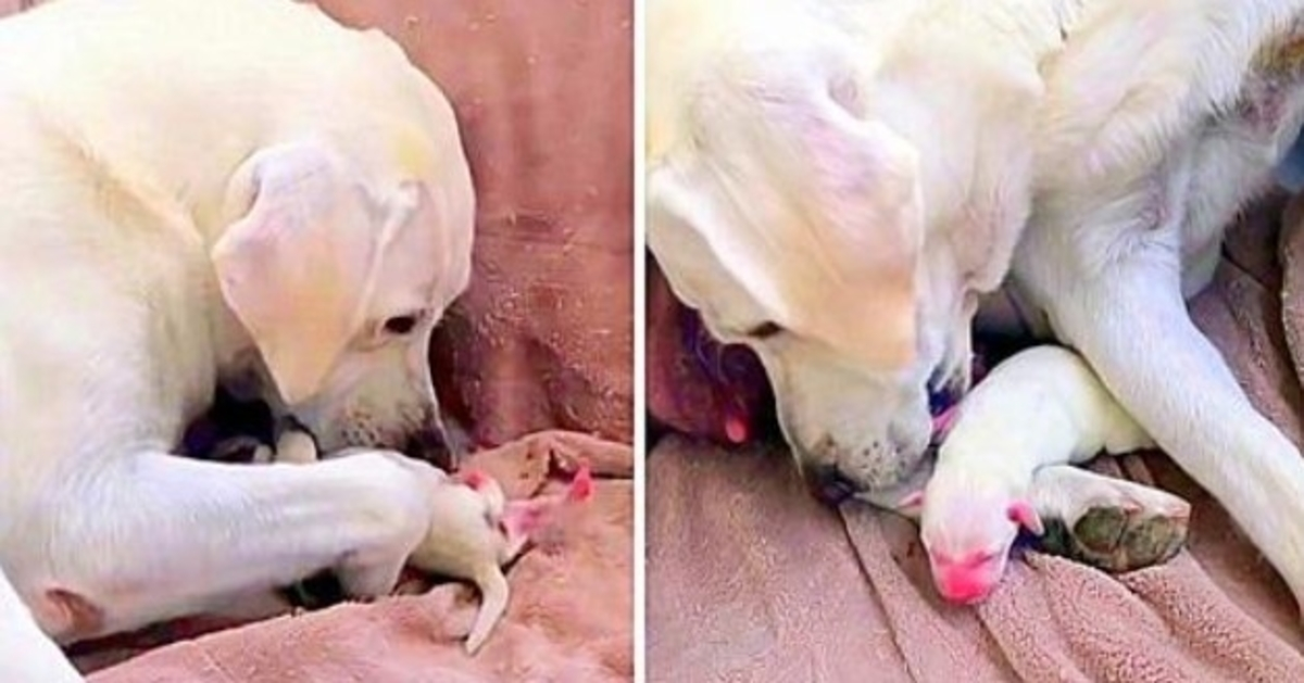 Mama Dog versucht verzweifelt, ihren schwächsten Welpen und den Kleinen ihres Wurfs zu retten