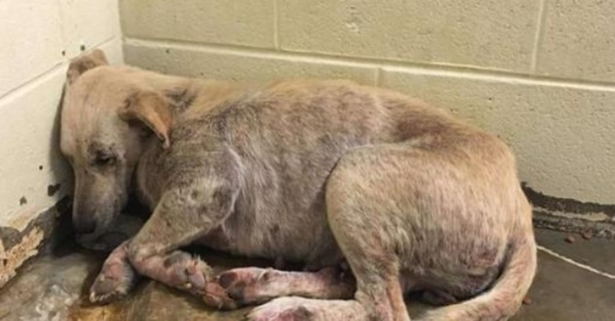 Hund, der mit seiner Familie sterben musste, war zu verängstigt, um seinen Kopf zu heben