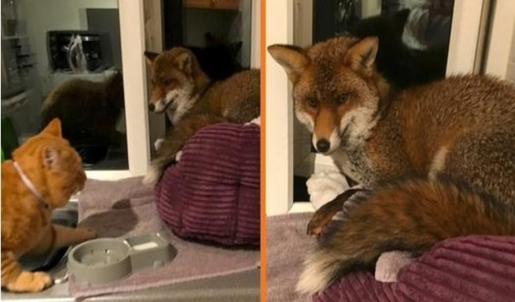 Frau findet einen wilden Fuchs, der auf ihrem Katzenbett schläft, und er weigert sich zu gehen
