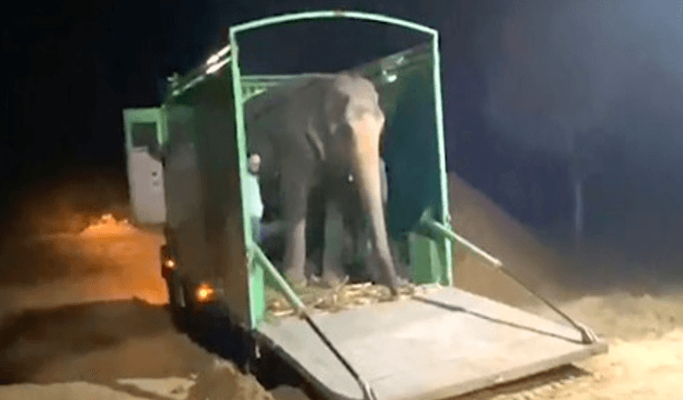 Blinde Elefantin bekam nach 46 Jahren Missbrauch in Gefangenschaft endlich ihren ersten Vorgeschmack auf Freiheit