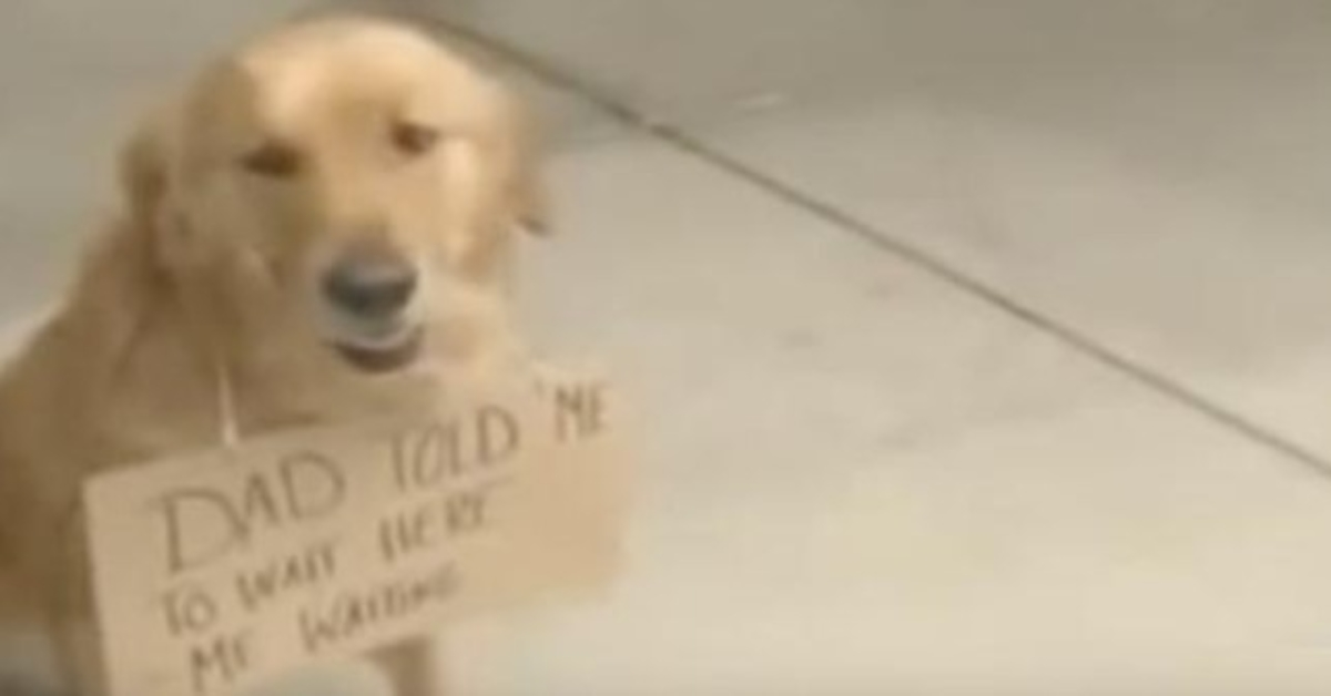 Hund außerhalb des Ladens mit einem Schild um den Hals gesehen