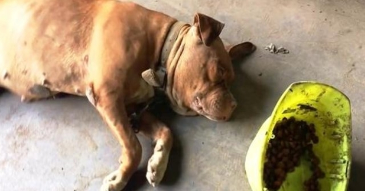 Hund 8 Jahre lang an dieselbe Stelle gekettet, sieht Frau sich nähern und hebt ihren Kopf