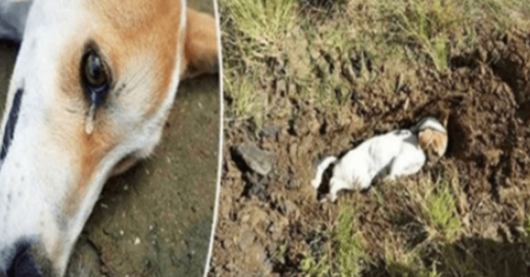 Der treue Hund hat sein eigenes Leben geopfert, um seine Besitzer vor Eindringlingen zu retten