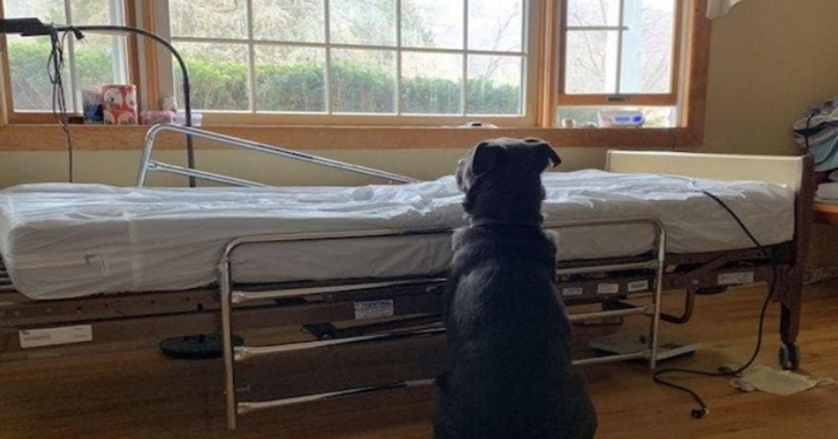 Hund, der am leeren Krankenhausbett auf verstorbenen Besitzer wartete, findet neue Familie