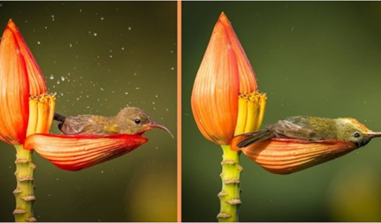 Fotograf fotografiert winzigen Vogel mit einem Blütenblatt als Badewanne