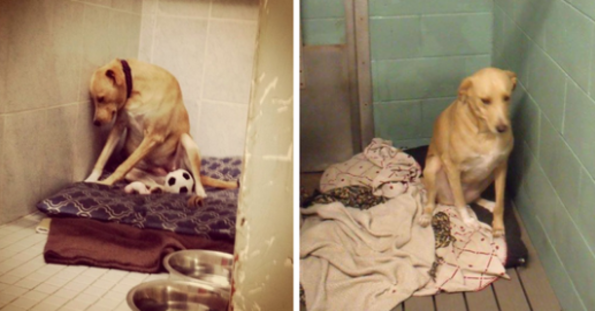 „Der traurigste Hund der Welt“ verliert erneut ihr Zuhause und könnte eingeschläfert werden, wenn niemand sie bald adoptiert