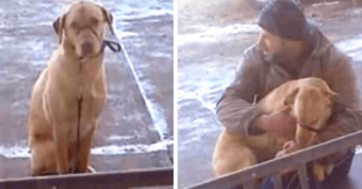 Mann findet Hund draußen bei kaltem Wetter zitternd und verschwendete keine Zeit