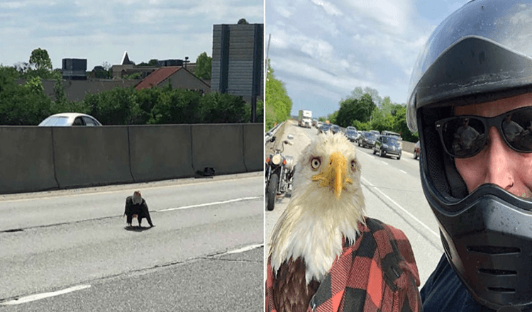 Guy sieht einen Weißkopfseeadler im Verkehr und rettet ihr das Leben