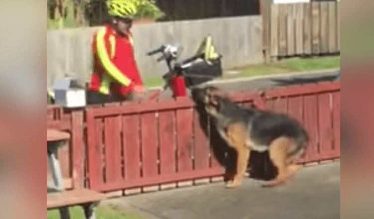 Versteckte Kamera fängt Mailmans süße Routine mit einem missverstandenen Hund ein