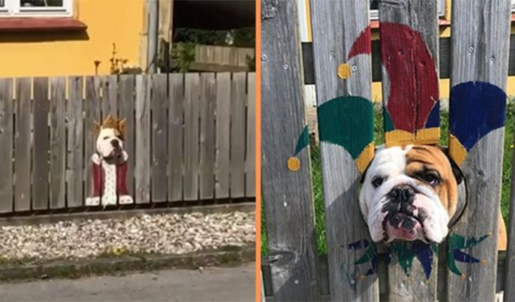 Frau malt Zaun für neugierige Bulldogge – Passanten finden es urkomisch
