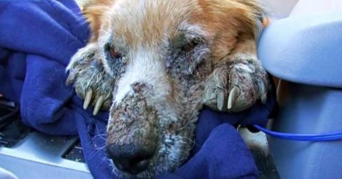 Ein kranker, obdachloser Hund schloss seine Augen und wusste zum ersten Mal, dass er in Sicherheit war