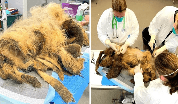 Älterer Hund leidet nach dem Tod des Besitzers unter schwerer Vernachlässigung und wird mit 9 Pfund Fell gefunden