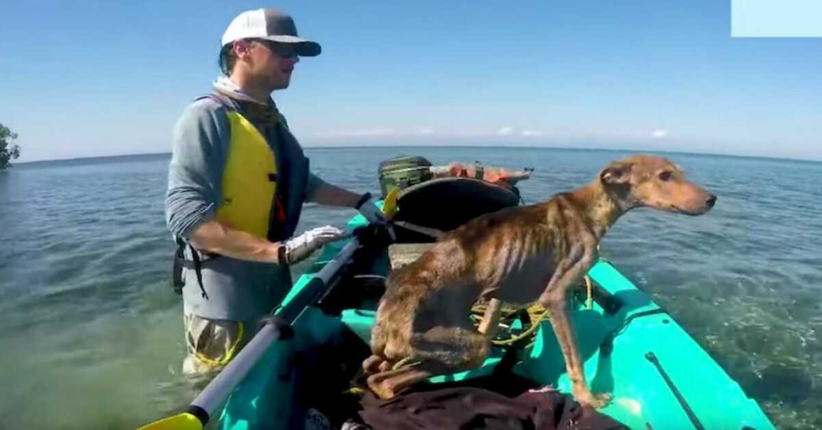 Mann rettet hungernden Hund allein auf abgelegener Insel und bringt ihn nach Hause