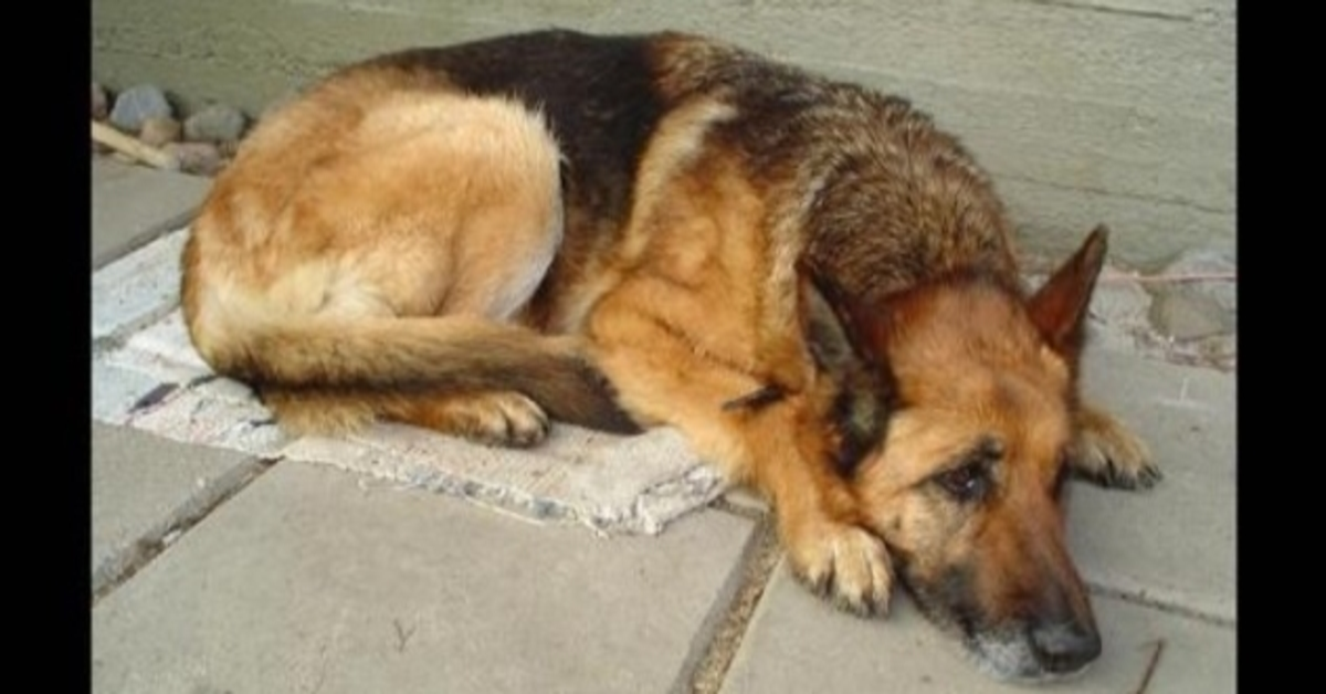 Hund entkommt Entführer, weiß aber nicht, wie er nach Hause kommt und irrt 3 Jahre lang umher
