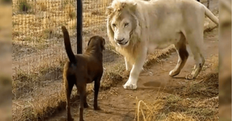 Labrador kommt Gesicht zu Gesicht mit einem riesigen weißen Löwen, aber der Löwe packt ihr Bein