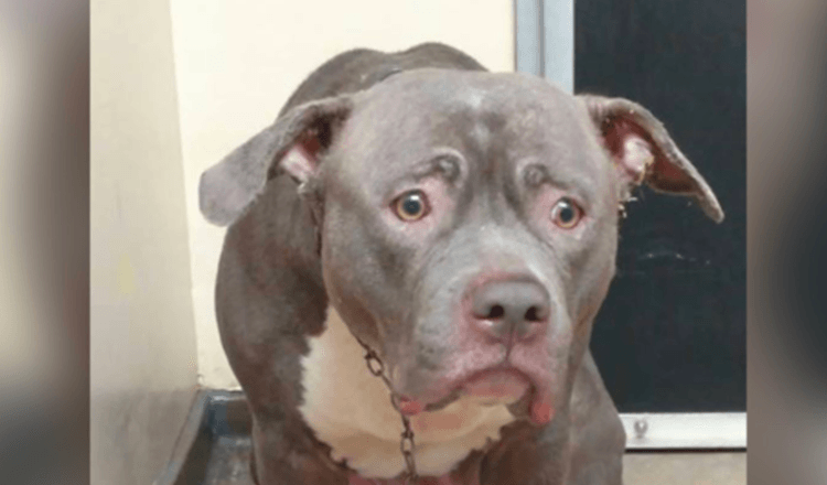 Hund macht das traurigste Gesicht, wenn ihre Familie sie im Tierheim zurücklässt
