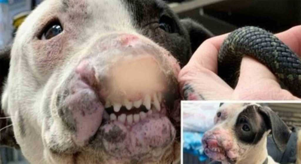 Freundlicher Hund mit verstümmeltem Gesicht und ohne Nasenlöcher wird im örtlichen Park für tot gehalten