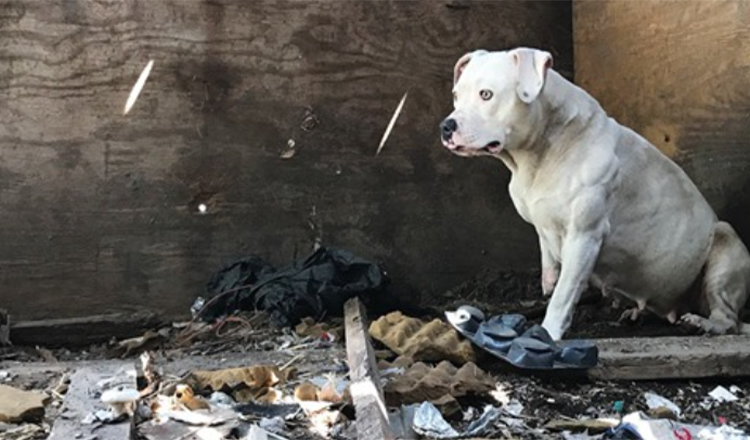 Hund, der nach der Ermordung seines Besitzers angekettet war, ist endlich von seinem Alptraum befreit