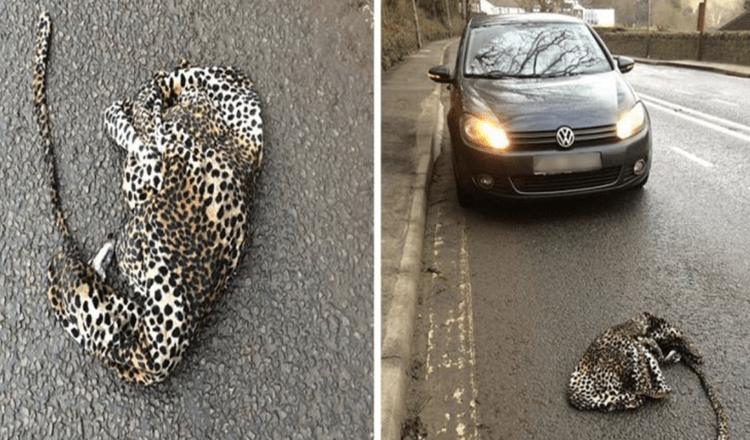 Mann hält aus Angst sein Auto an, um einem verletzten Leoparden zu helfen, der auf der Straße liegt