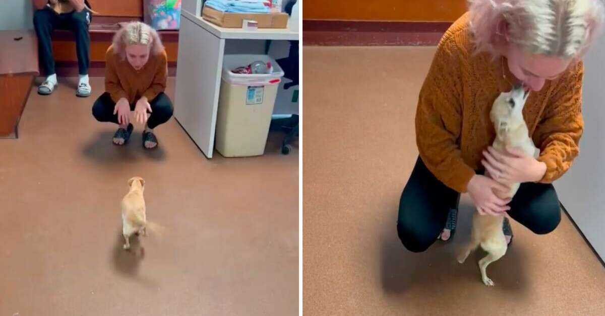 Hund, der “gestorben” ist, rennt in die Arme seiner Mutter, als sie ihn im Tierheim sieht