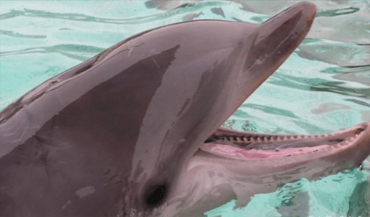 Ertrinkender Hund wird von vorbeiziehenden Delphinen gerettet