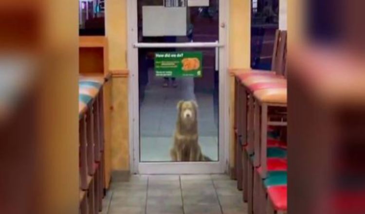 Dieser verlassene Hund kommt jede Nacht für eine kostenlose Mahlzeit in den Sandwich-Shop zurück
