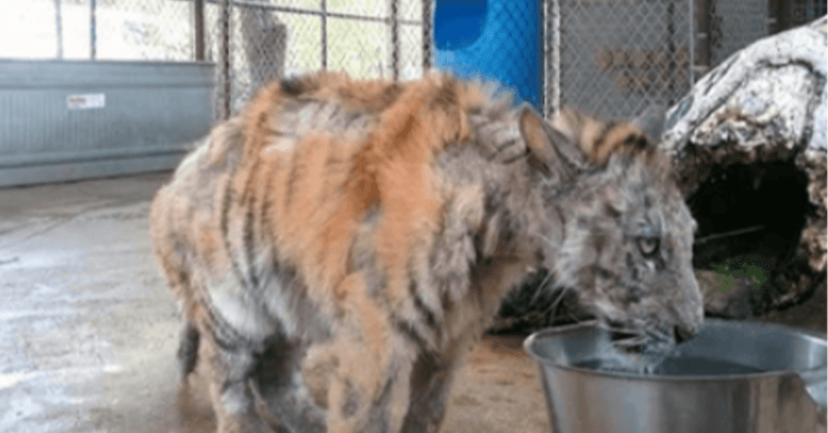 Vernachlässigtes Tigerjunges wird aus einem Zirkus gerettet und erholt sich auf unglaubliche Weise
