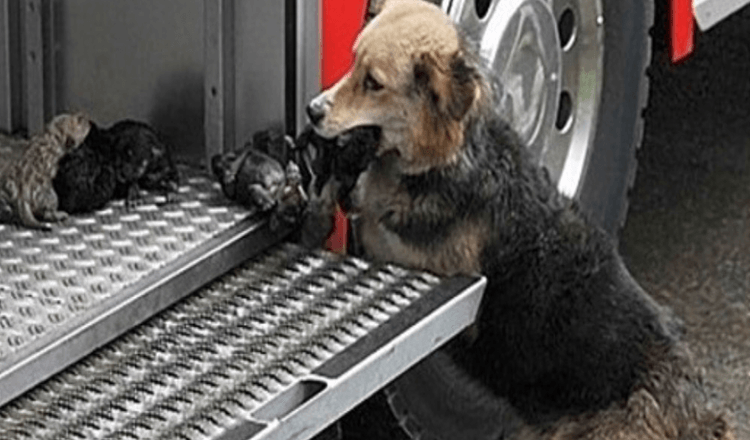 Heroische Hundemutter ging mehrmals durch ein Feuer, um ihre Welpen zu retten