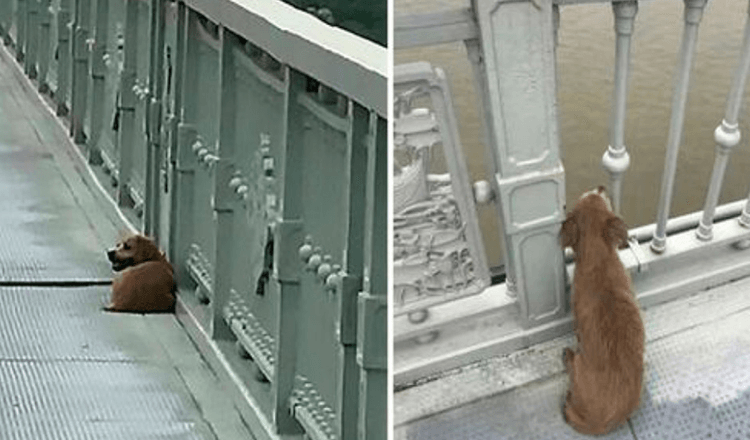 Besitzer sprang von der Brücke und beendete sein Leben, während er seinen treuen Hund allein zurückließ