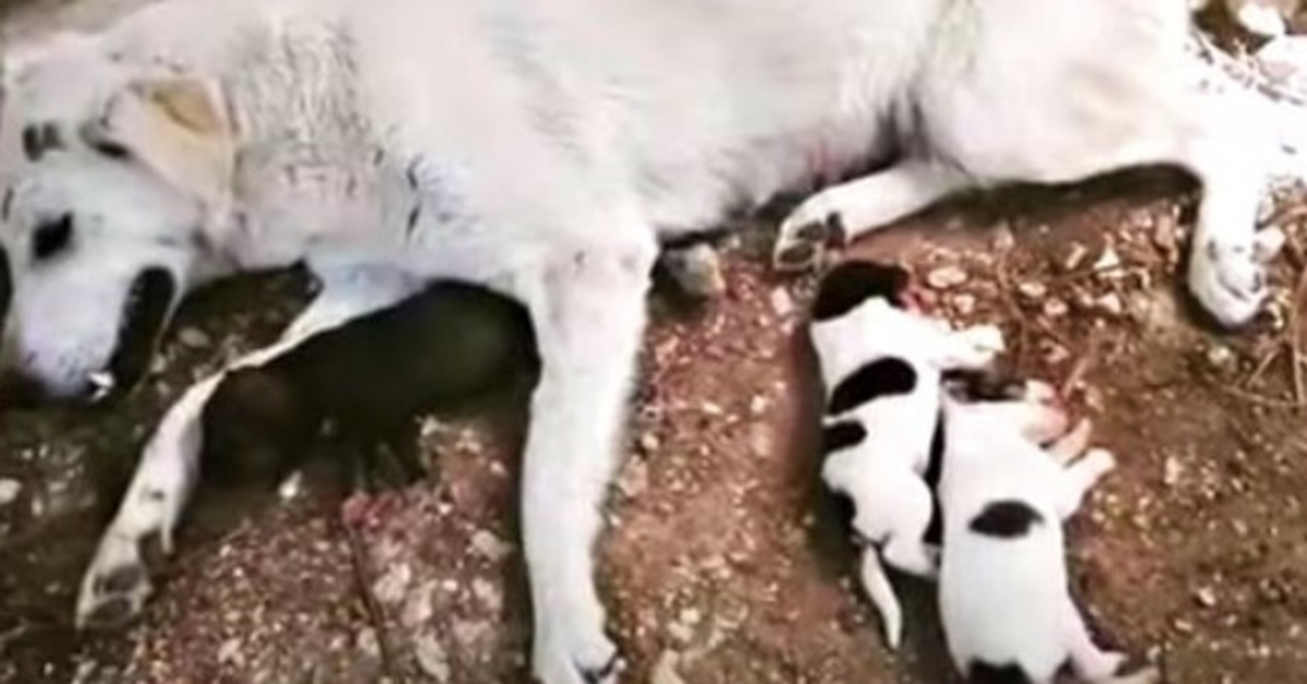 Auto lähmte Hund, als sie in die Wehen kam, Mama & Baby klammern sich an und bitten um Gebet