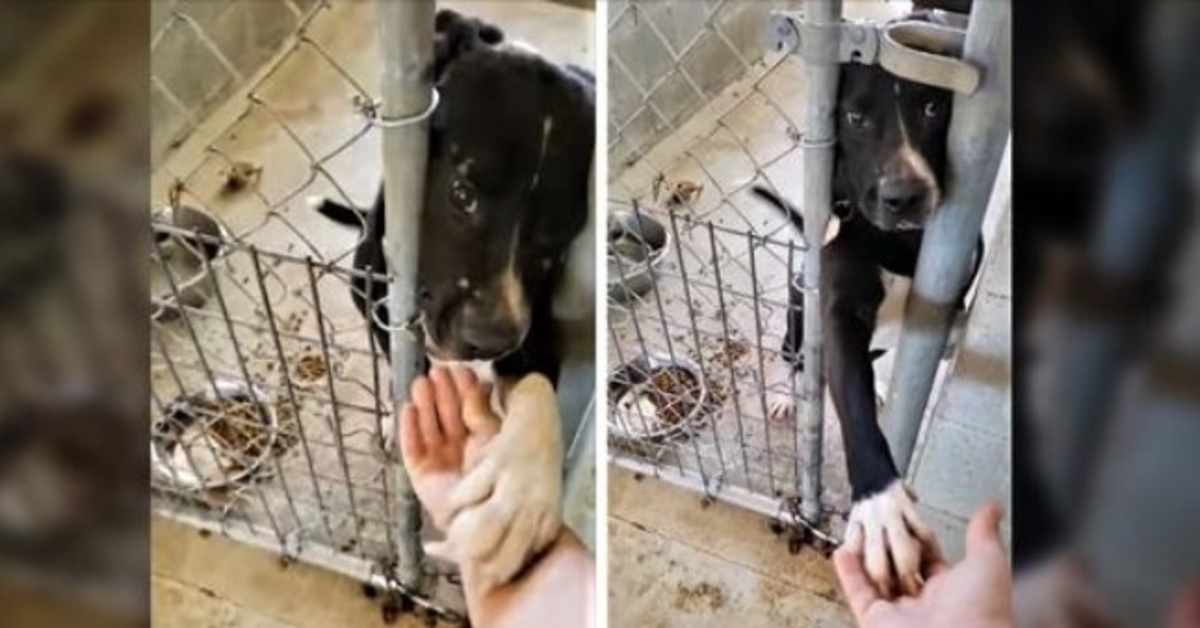 Hund aus dem Tierheim, der verzweifelt nach einer Adoption sucht, versucht, mit jedem, der an seinem Zwinger vorbeigeht, Händchen zu halten