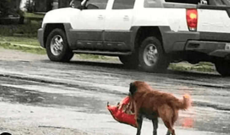 “Der obdachlose Hund trug ein Bündel zwischen seinen Zähnen: An diesem Tag rettete er ein kleines Menschenleben