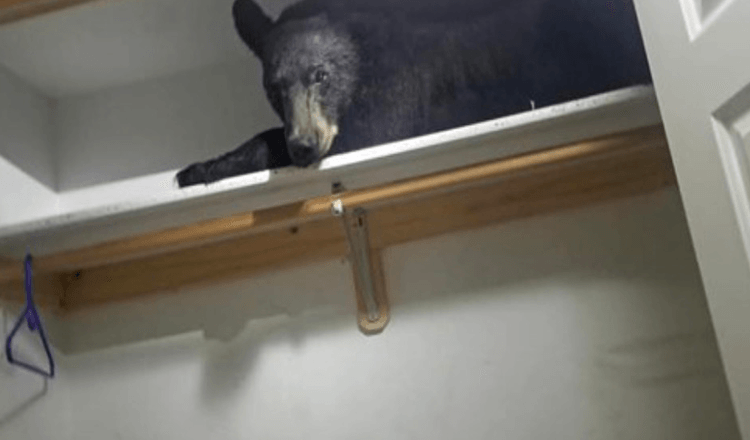 Familie wacht auf und findet einen schlafenden Bären in ihrem Kleiderschrank