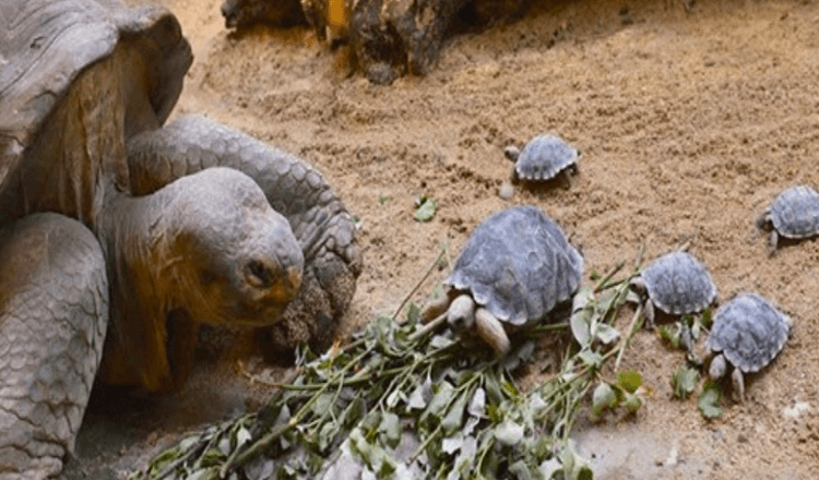 Vom Aussterben bedrohte 80-jährige Schildkröte wird zum ersten Mal Mutter
