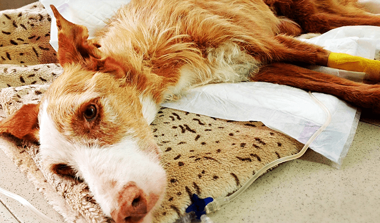 Vernachlässigte und misshandelte seltene Hunderasse zum Sterben allein gelassen