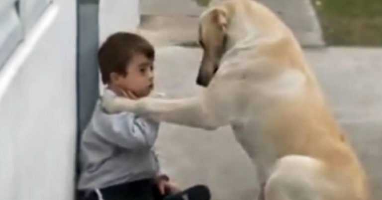 Hund nähert sich Junge mit Down-Syndrom
