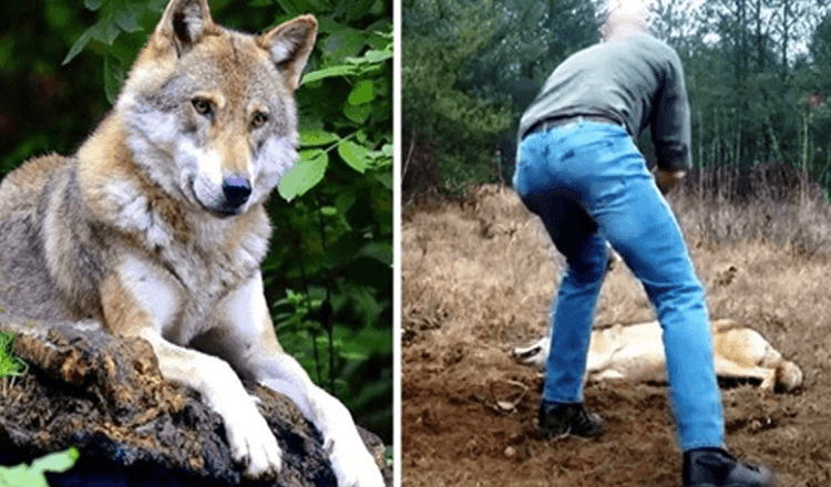 Mann rettet eine sterbende Wölfin und ihre Jungen, Jahre später erwidert der Wolf den Gefallen