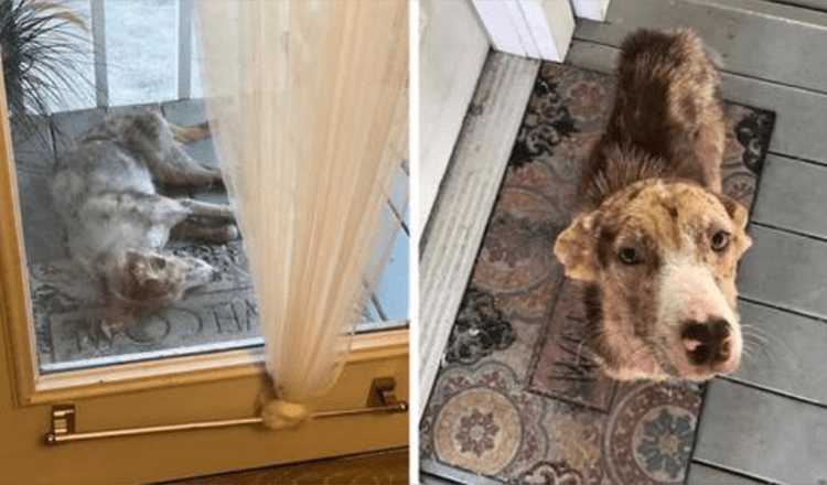 Armer streunender Hund taucht auf der Veranda der Familie auf und weigert sich zu gehen