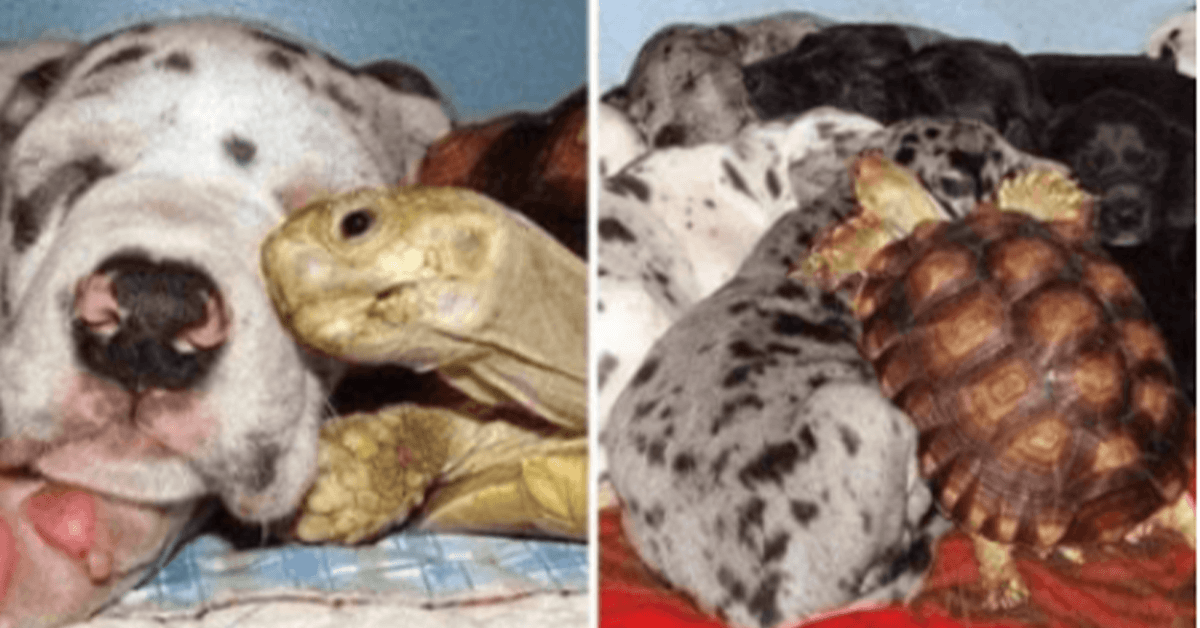 Verwaiste Schildkröte wird mit geretteten Hunden aufgezogen und sie sind jetzt unzertrennlich