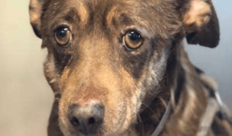 Älterer Hund mit den traurigsten Augen wird im Tierheim abgegeben, weil er zu alt” ist